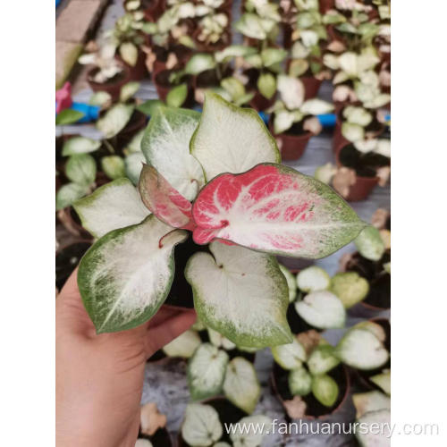 caladium yanzihong for sale